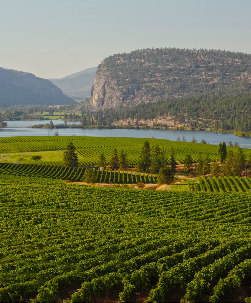 The Okanagan